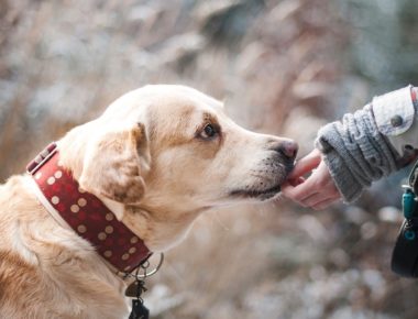 Labrador Retriever Being Fed By Owner