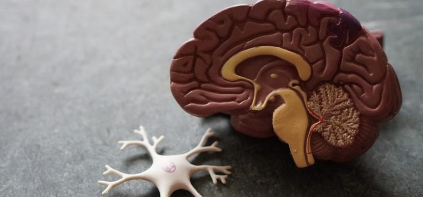 Model Of A Brain