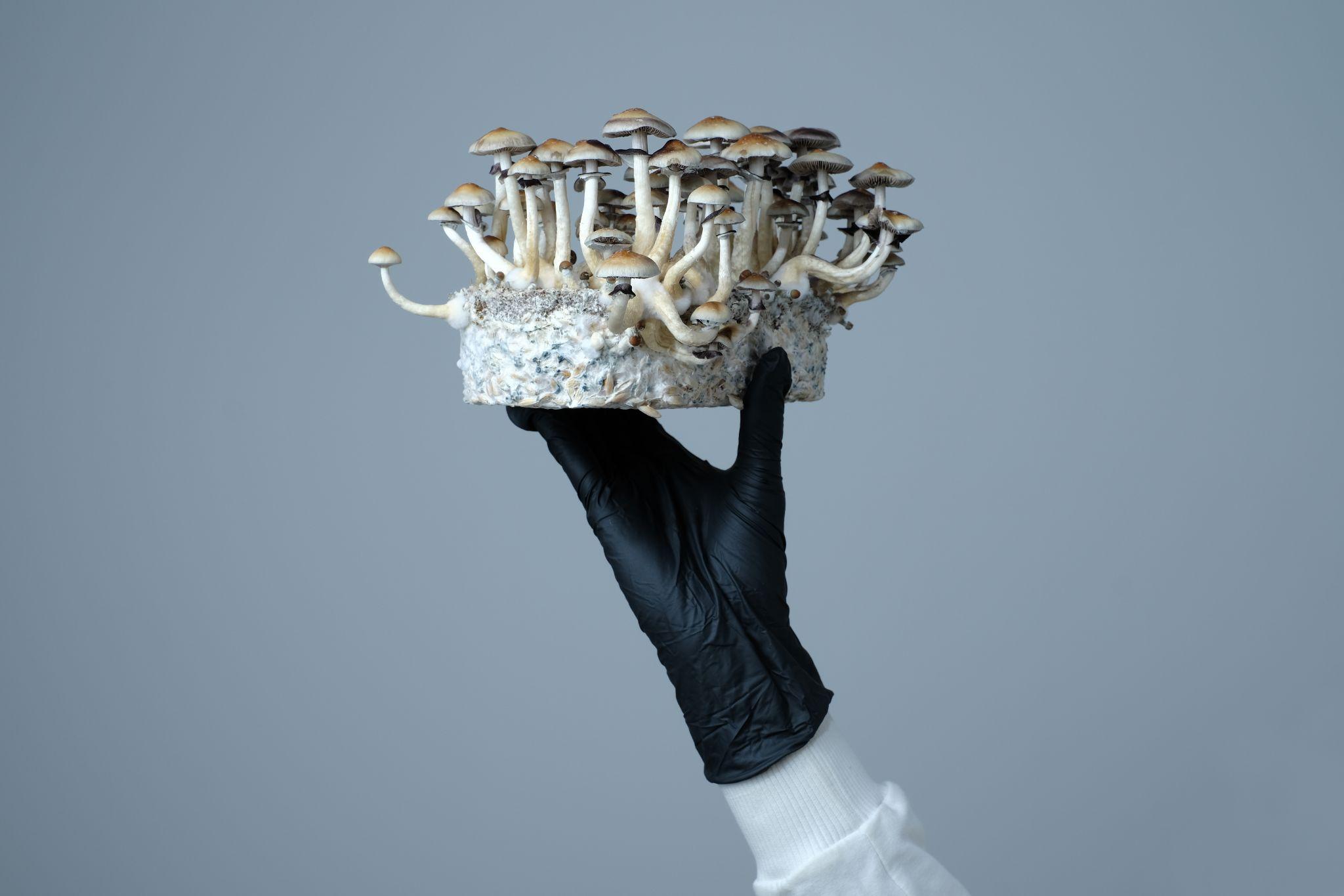 Mycelium Block Of Psilocybe Cubensis Magic Mushrooms In A Hand On Grey Background