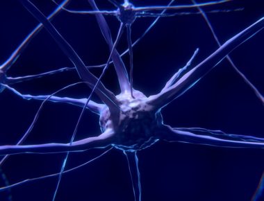 Nerve Cells In Brain