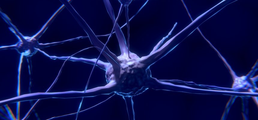 Nerve Cells In Brain